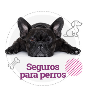 seguro para mascotas